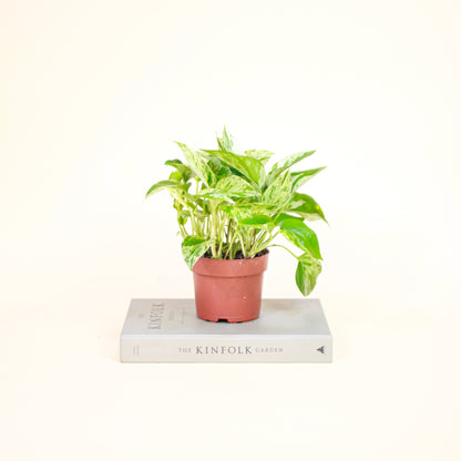 Marble Queen Pothos: Epipremnum aureum - 5 inch pot — indoor plant — indoor plant for sale by Promise Supply for delivery and pickup in Toronto.