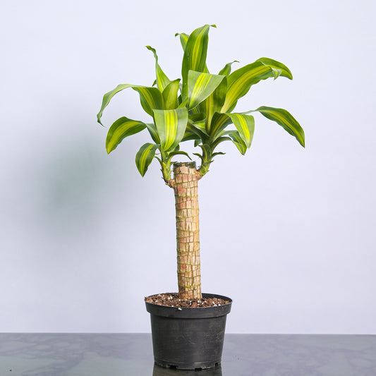 Aboera, Dracaena (Dracaena massangeana) in a 6 inch pot. Indoor plant for sale by Promise Supply for delivery and pickup in Toronto