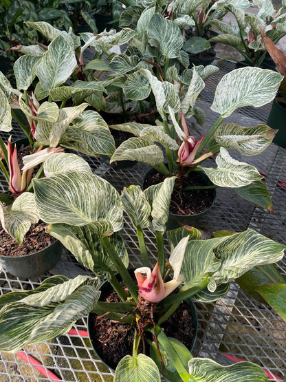 Birkin Philo (Philodendron) in a 8 inch pot. Indoor plant for sale by Promise Supply for delivery and pickup in Toronto