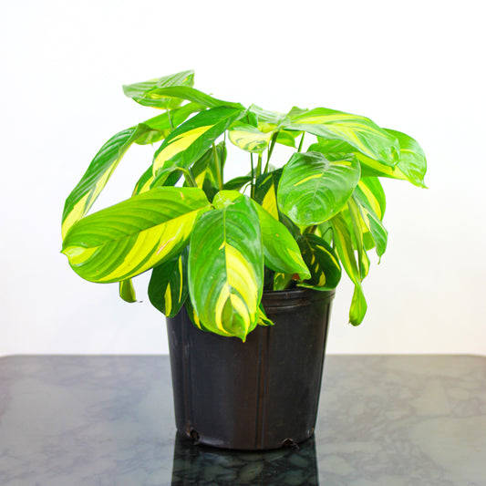  (Ctenathe lubbersiana) in a 10 inch pot. Indoor plant for sale by Promise Supply for delivery and pickup in Toronto