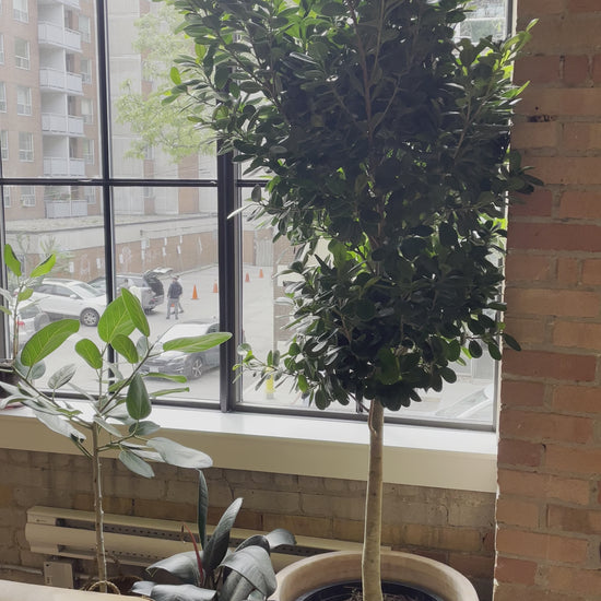 Moclame Ficus Tree (Ficus microcarpa) in a 17 inch pot. Indoor plant for sale by Promise Supply for delivery and pickup in Toronto