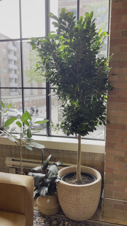 Moclame Ficus Tree (Ficus microcarpa) in a 17 inch pot. Indoor plant for sale by Promise Supply for delivery and pickup in Toronto