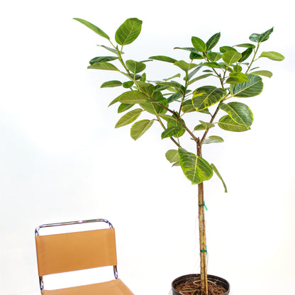 Yellow Gem Fig, (Ficus altissima) in a 14 inch pot. Indoor plant for sale by Promise Supply for delivery and pickup in Toronto