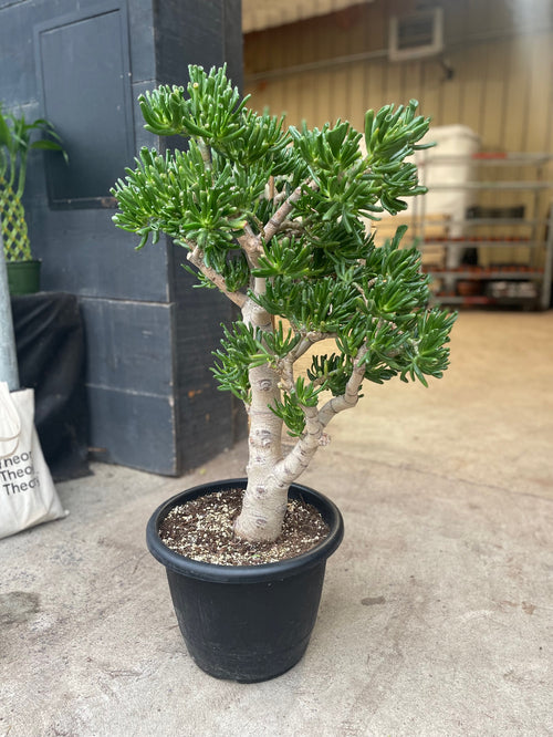 Specimen Coral Jade Bonsai: Crassula ovata