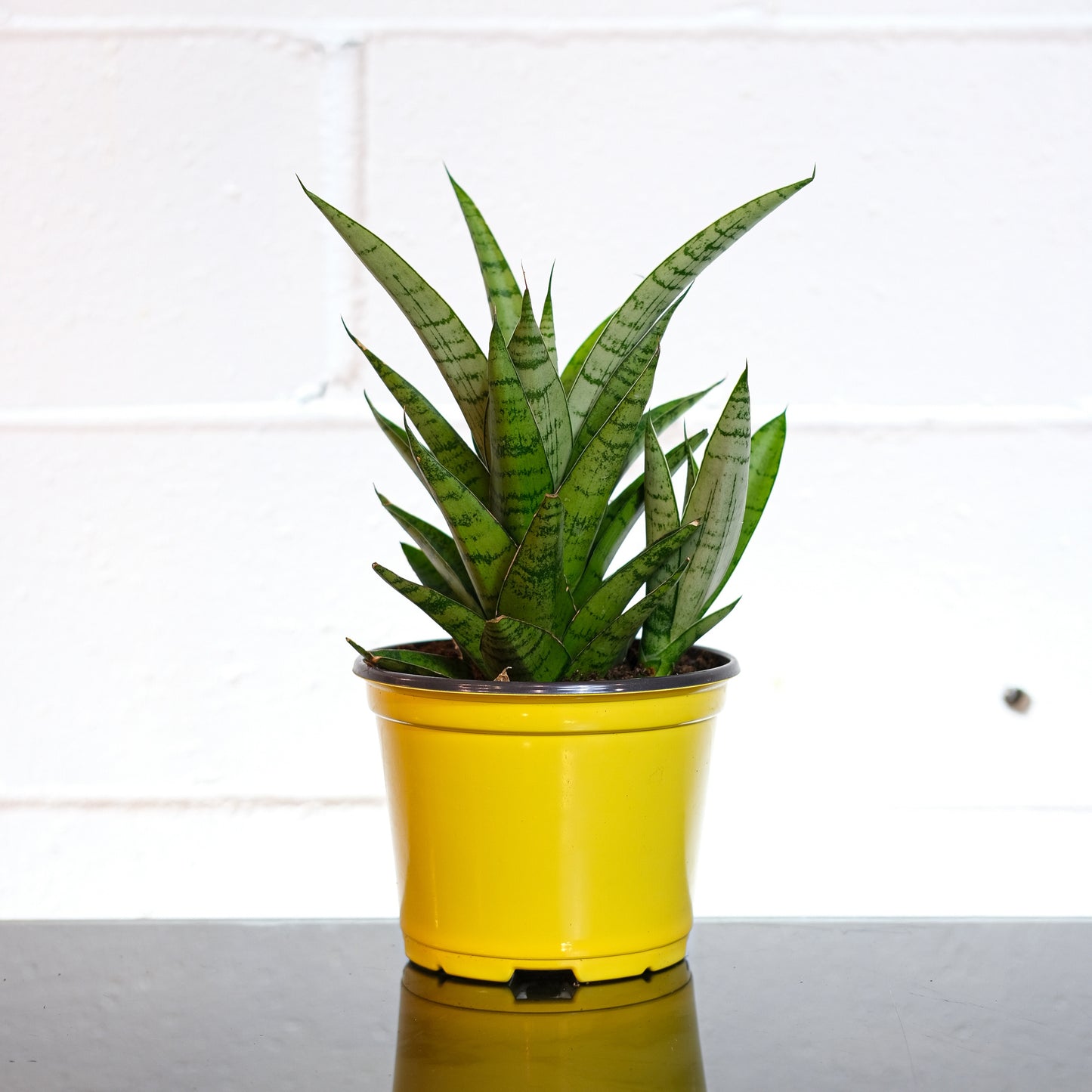 Snake Plant (Sansevieria trifasciata) in a 6 inch pot. Indoor plant for sale by Promise Supply for delivery and pickup in Toronto