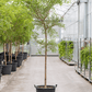 The Shady Lady' Black Olive Tree (Bucida buceras) in a 18 inch pot. Indoor plant for sale by Promise Supply for delivery and pickup in Toronto
