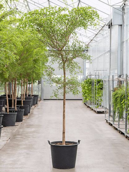 The Shady Lady' Black Olive Tree (Bucida buceras) in a 18 inch pot. Indoor plant for sale by Promise Supply for delivery and pickup in Toronto