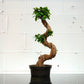 Ginseng Bonsai (Ficus retusa) in a 8 inch pot. Indoor plant for sale by Promise Supply for delivery and pickup in Toronto