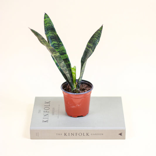 Green Snake Plant (Sansevieria trifasciata) in a 4 inch pot. Indoor plant for sale by Promise Supply for delivery and pickup in Toronto