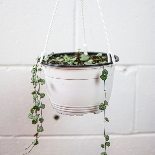 String of Hearts (Ceropegia linearis woodii) in a 5 inch pot. Indoor plant for sale by Promise Supply for delivery and pickup in Toronto