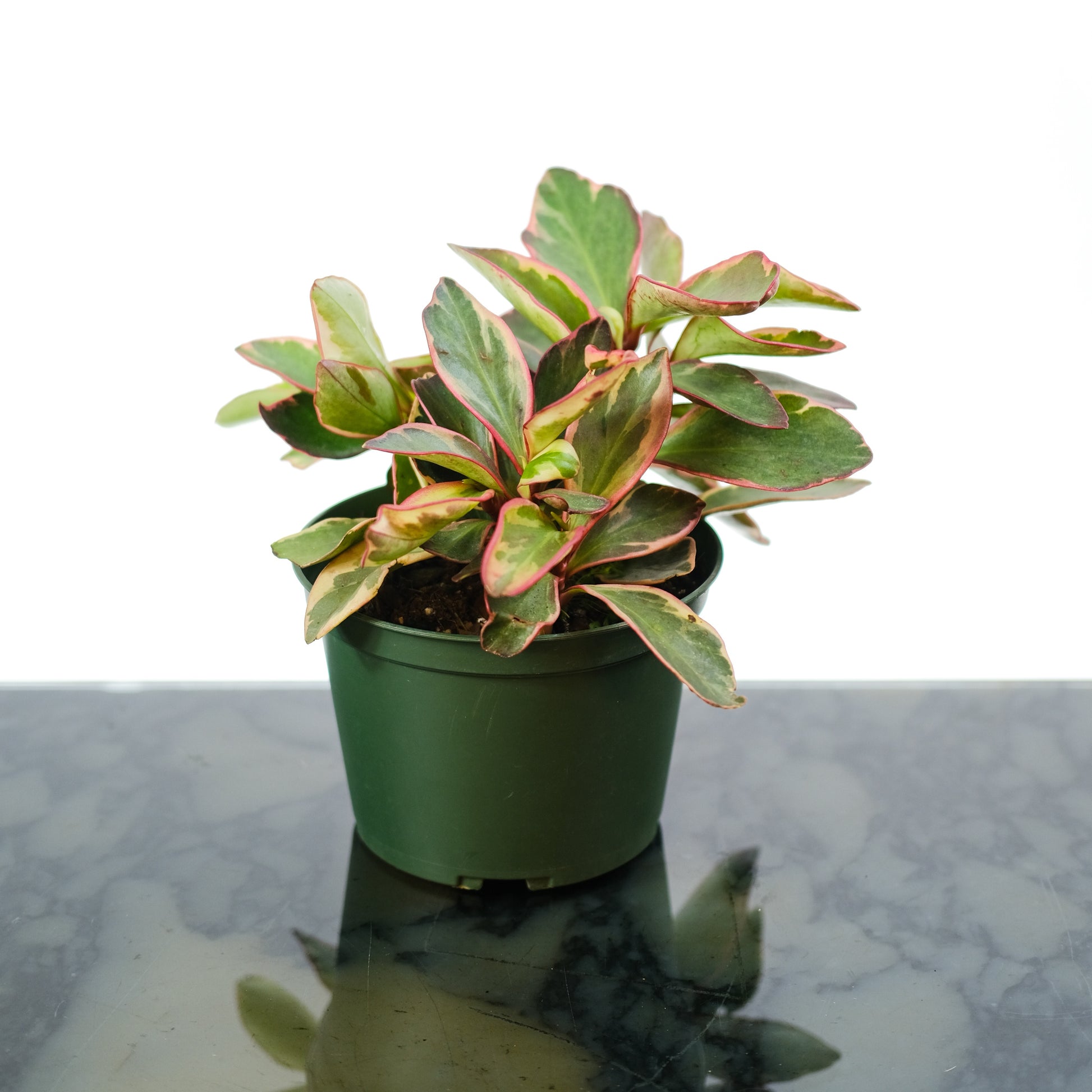 Tricolor Peperomia (Peperomia clusiifolia) in a 6 inch pot. Indoor plant for sale by Promise Supply for delivery and pickup in Toronto