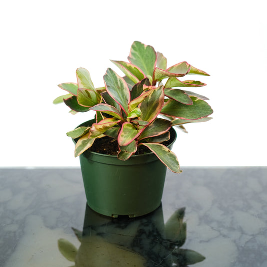 Tricolor Peperomia (Peperomia clusiifolia) in a 6 inch pot. Indoor plant for sale by Promise Supply for delivery and pickup in Toronto