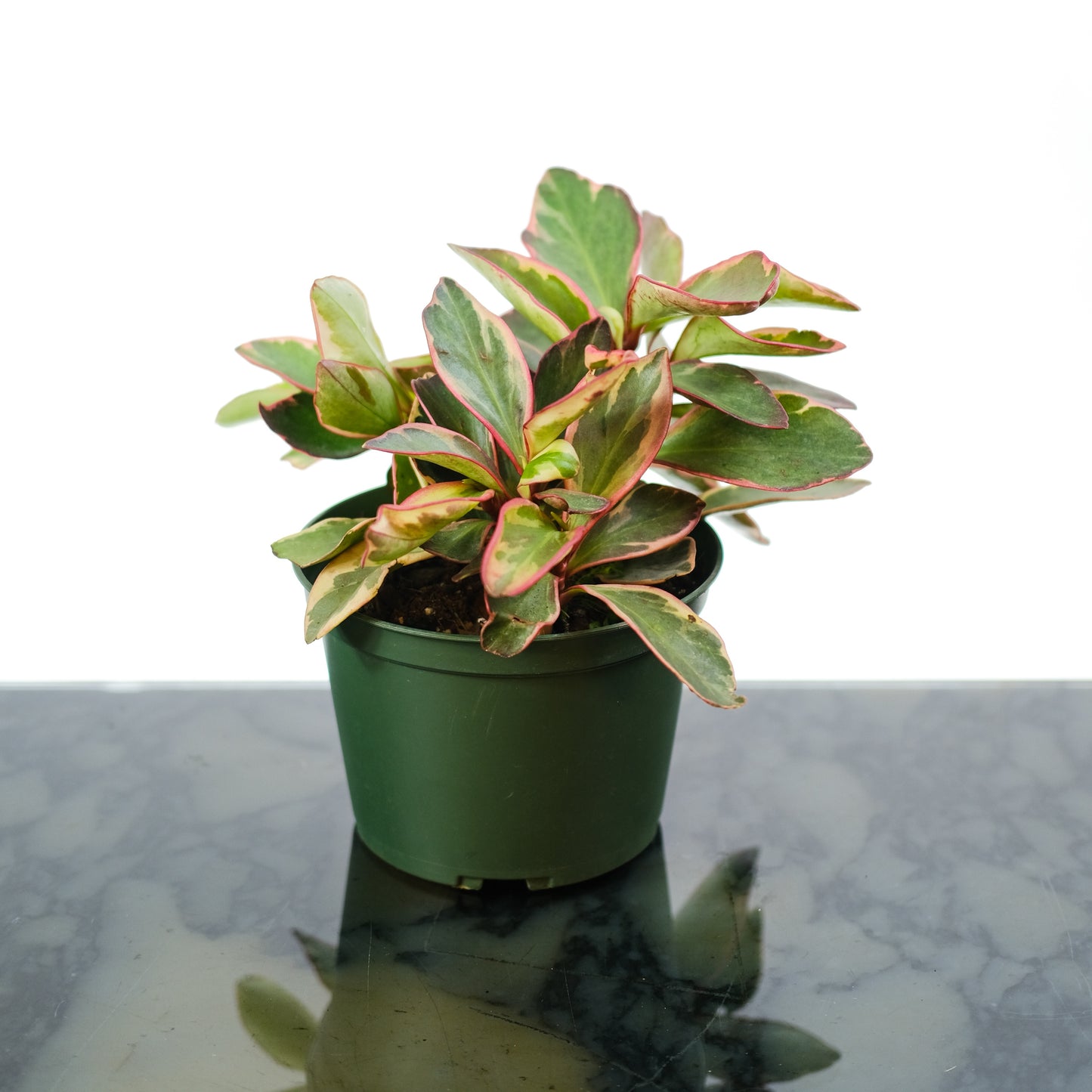 Tricolor Peperomia (Peperomia clusiifolia) in a 5 inch pot. Indoor plant for sale by Promise Supply for delivery and pickup in Toronto