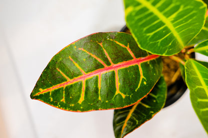 Croton Petra (Codiaeum variegatum) in a 4 inch pot. Indoor plant for sale by Promise Supply for delivery and pickup in Toronto