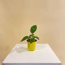 Birkin Philo (Philodendron) in a 4 inch pot. Indoor plant for sale by Promise Supply for delivery and pickup in Toronto