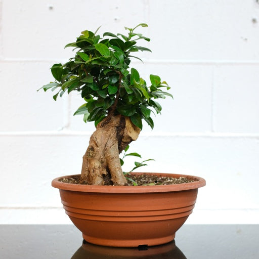 Ficus Bonsai, Ginseng Bonsai (Ficus retusa) in a 10 inch pot. Indoor plant for sale by Promise Supply for delivery and pickup in Toronto