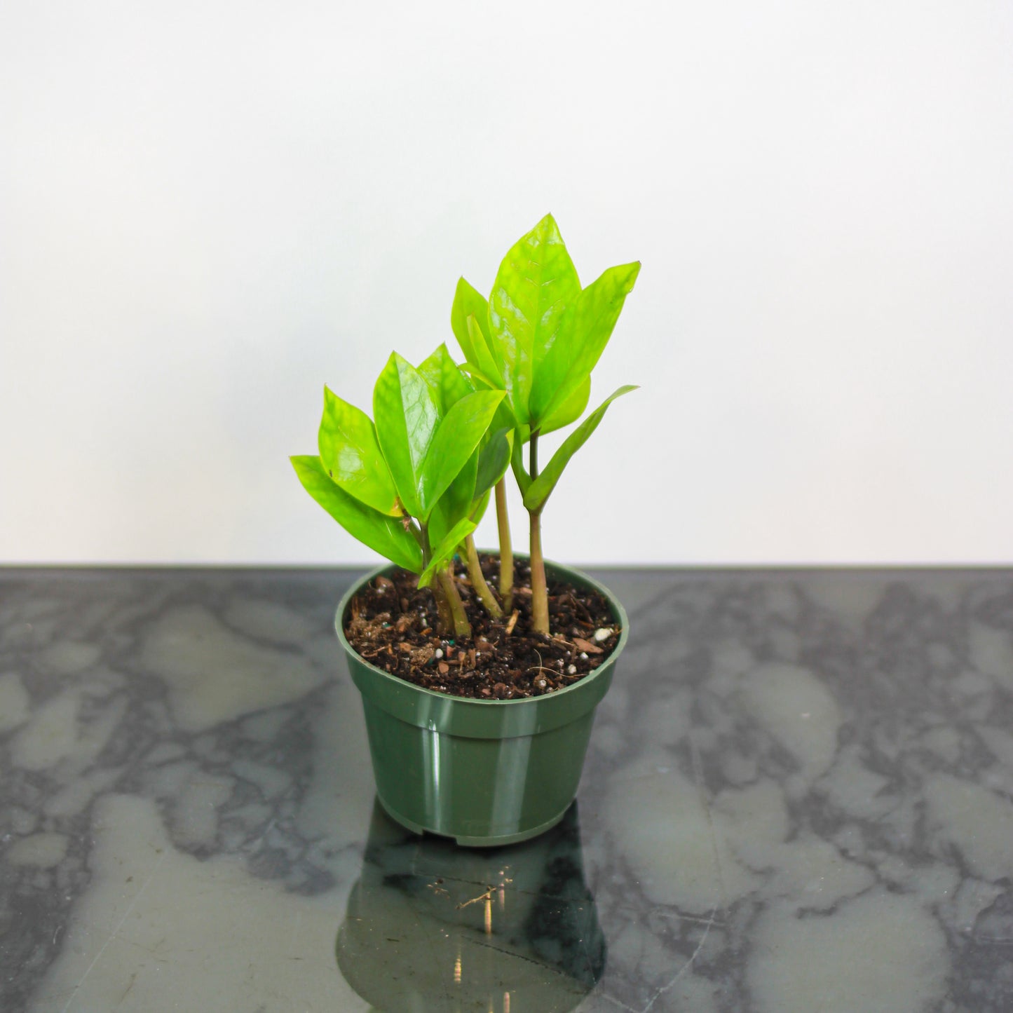 zz Plant, Zanzibar Gem (Zamioculcas zamiifolia) in a 4 inch pot. Indoor plant for sale by Promise Supply for delivery and pickup in Toronto