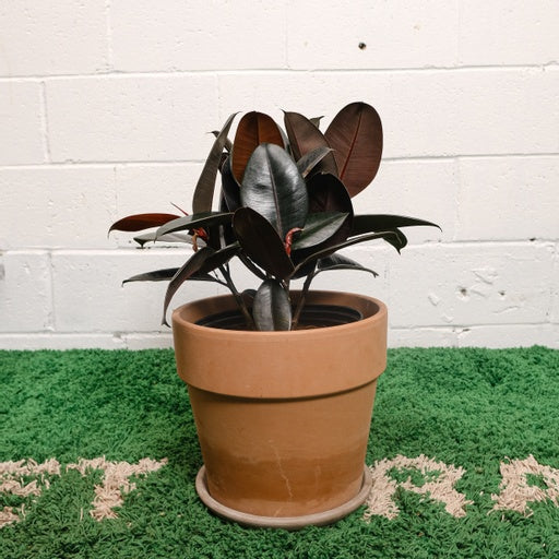 Burgundy Rubber Plant Bush (Ficus elastica) in a 10 inch pot. Indoor plant for sale by Promise Supply for delivery and pickup in Toronto