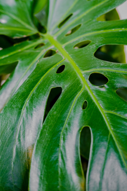 monstera deliciosa toronto Monstera Deliciosa - 14" Pot