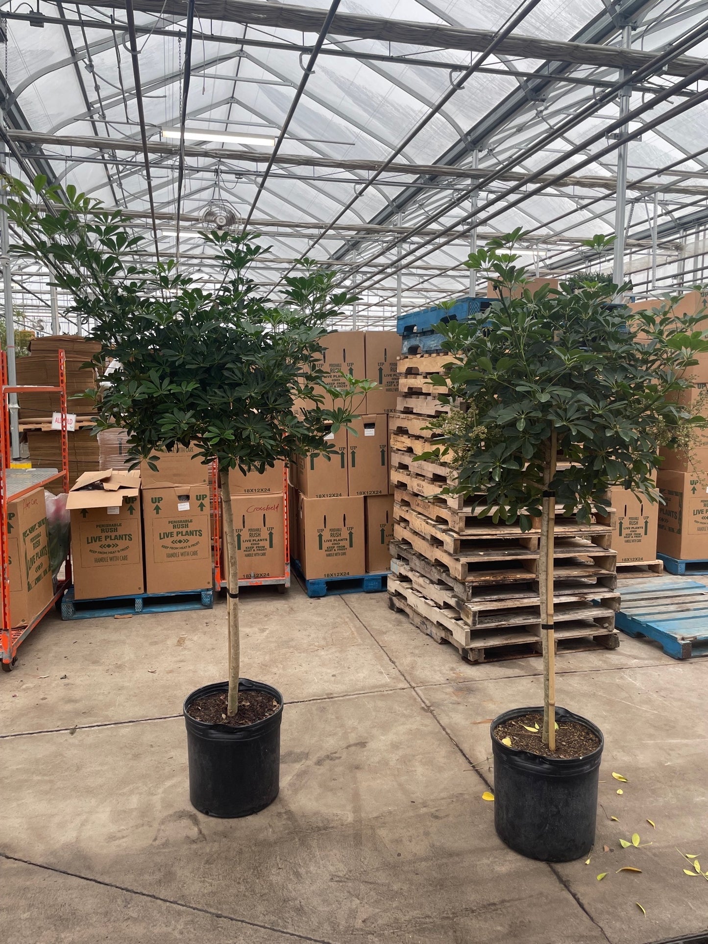 Umbrella Tree (Schefflera arboricola) in a 17 inch pot. Indoor plant for sale by Promise Supply for delivery and pickup in Toronto