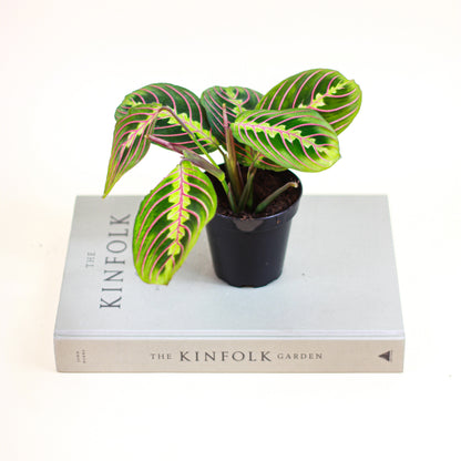 Red Prayer Plant (Maranta leuconeura) in a 4 inch pot. Indoor plant for sale by Promise Supply for delivery and pickup in Toronto