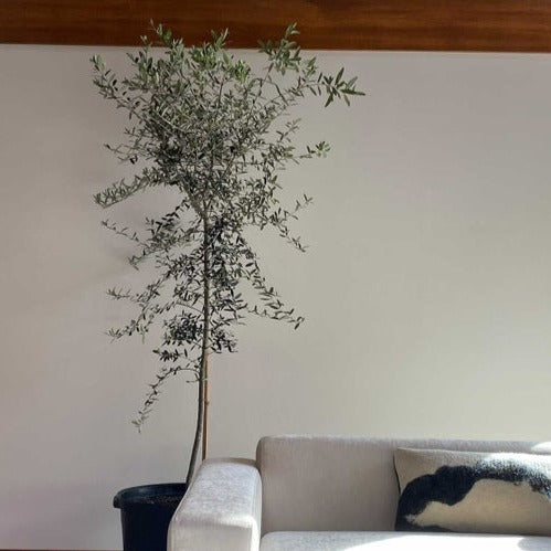 Olive Tree (Olea europaea 'Arbequina') in a 18 inch pot. Indoor plant for sale by Promise Supply for delivery and pickup in Toronto