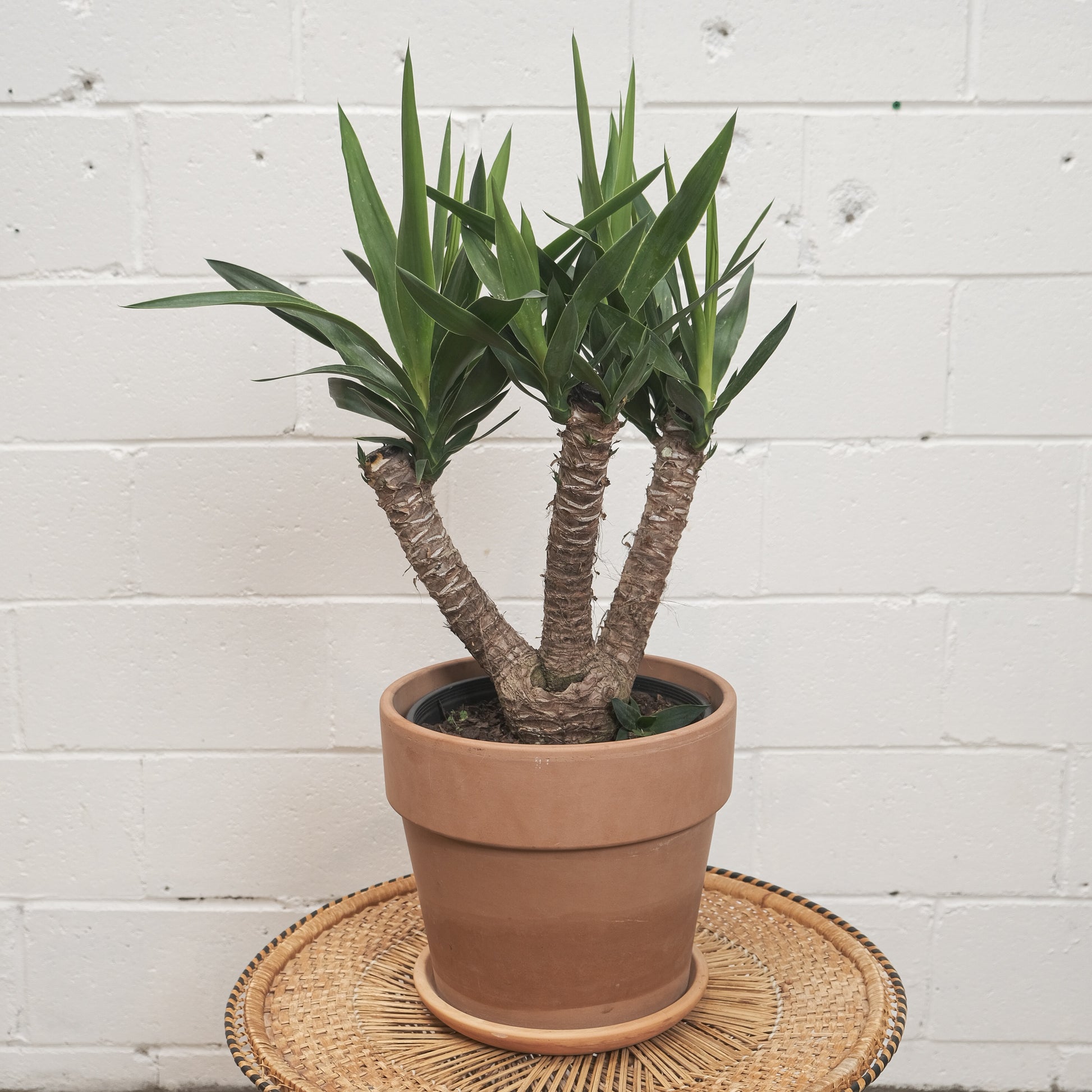 Yucca (Yucca gigantea) in a 10 inch pot. Indoor plant for sale by Promise Supply for delivery and pickup in Toronto