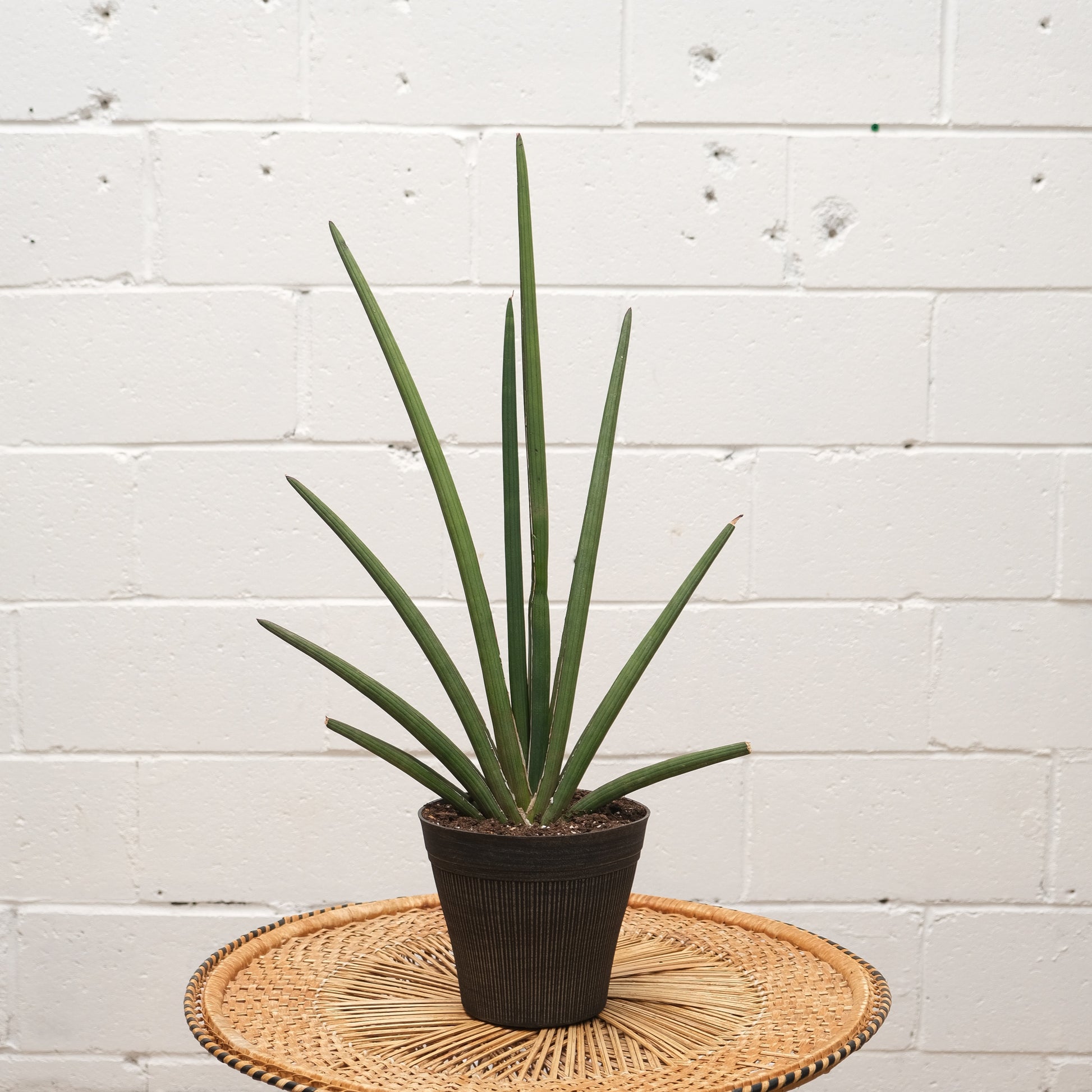 Fantail Snake Plant (Sansevieria) in a 7 inch pot. Indoor plant for sale by Promise Supply for delivery and pickup in Toronto