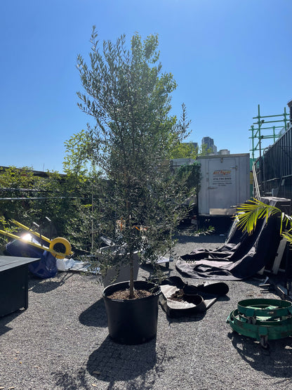 Olive Tree (Olea europaea) in a 24 inch pot. Indoor plant for sale by Promise Supply for delivery and pickup in Toronto