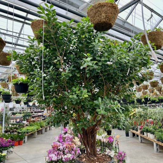 Moclame Ficus Tree (Ficus microcarpa) in a 21 inch pot. Indoor plant for sale by Promise Supply for delivery and pickup in Toronto