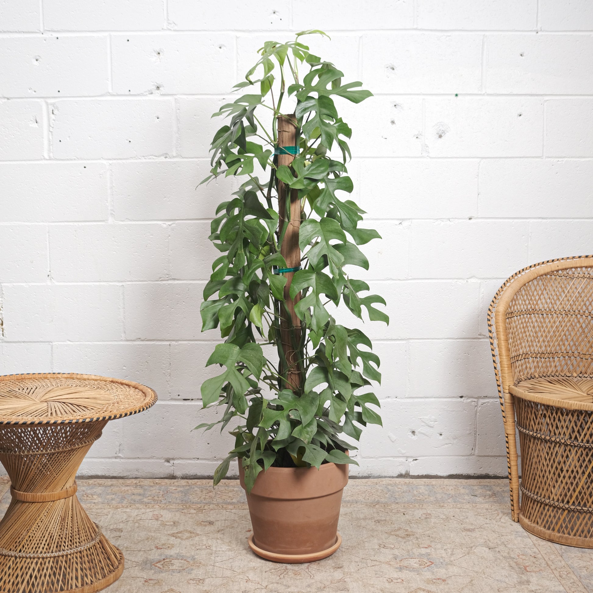 monstera deliciosa totem Mini Monstera Totem: Rhaphidophora - 10" Pot