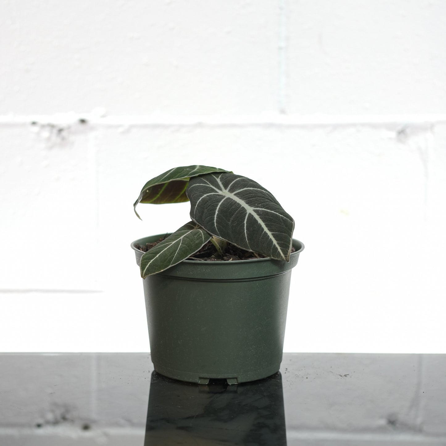 Elephant Ear, Black Velvet Alocasia, Little Queen (Alocasia reginula) in a 6 inch pot. Indoor plant for sale by Promise Supply for delivery and pickup in Toronto