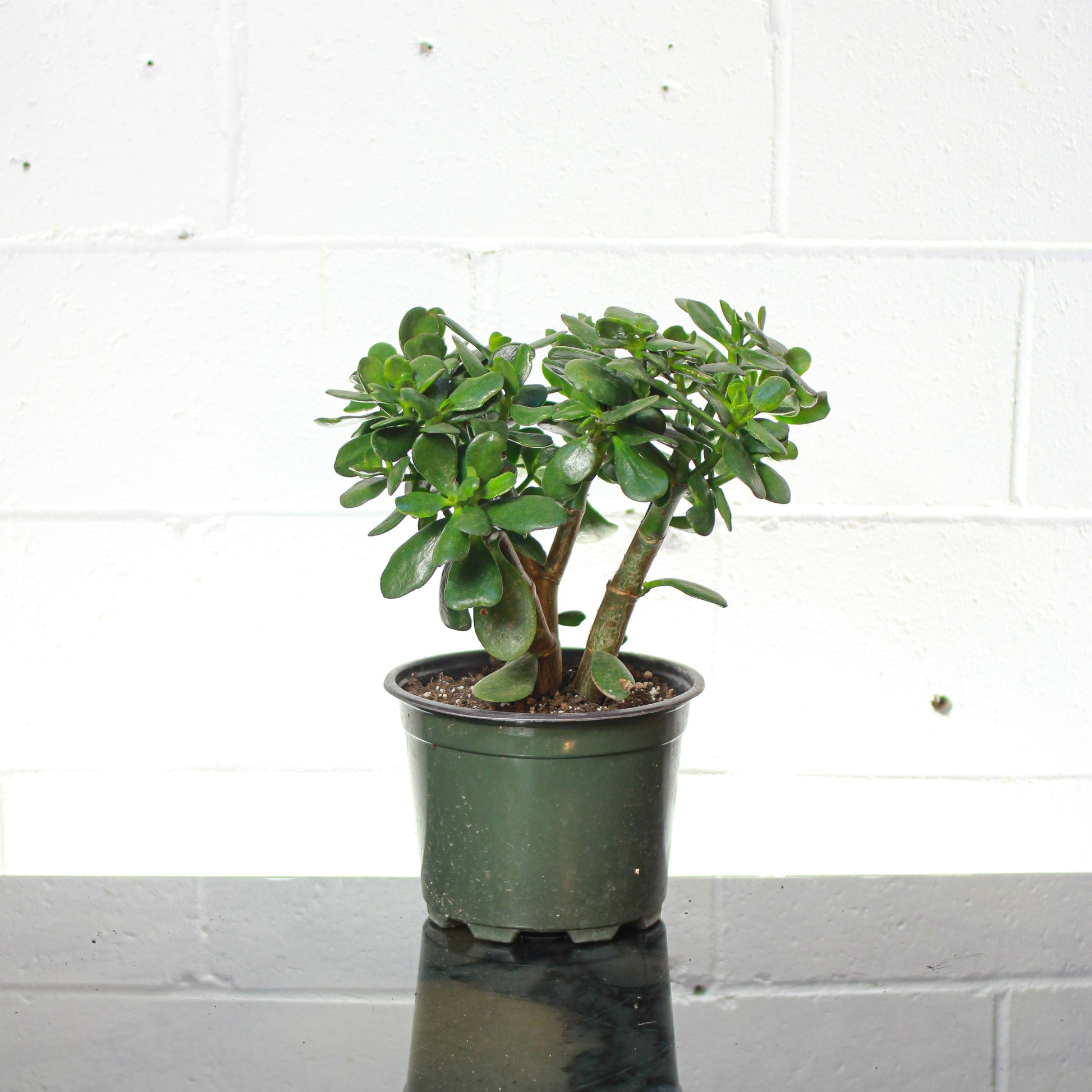 Jade Plant (Crassula ovata) in a 8 inch pot. Indoor plant for sale by Promise Supply for delivery and pickup in Toronto