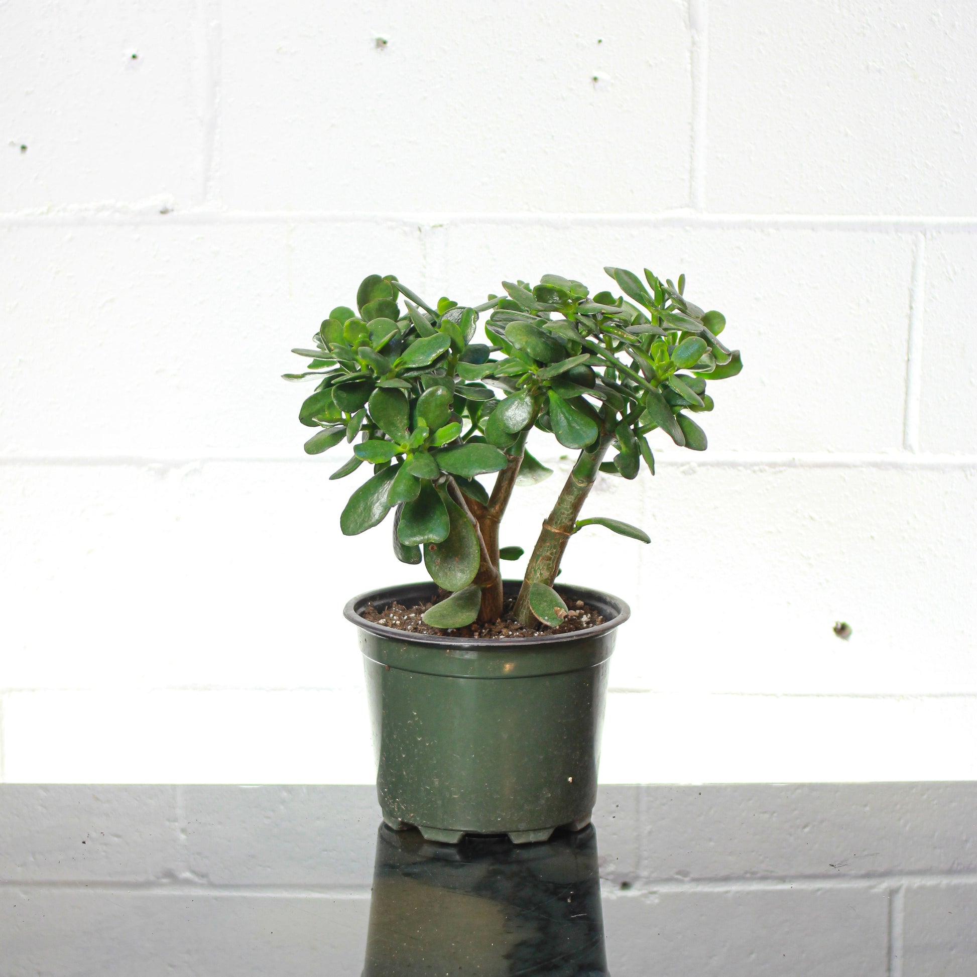jade plant canada Jade Bonsai: Crassula Ovata - 8" Pot
