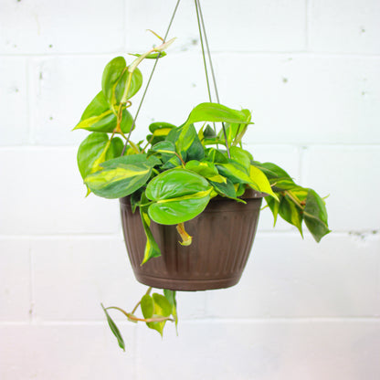 Heart Leaf Philo Brasil (Philodendron cordatum) in a 8 inch pot. Indoor plant for sale by Promise Supply for delivery and pickup in Toronto