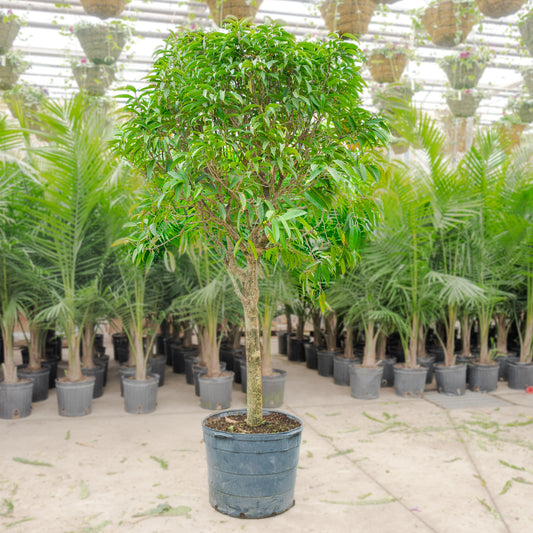 Banana Leaf Fig (Ficus Ali) in a 21 inch pot. Indoor plant for sale by Promise Supply for delivery and pickup in Toronto