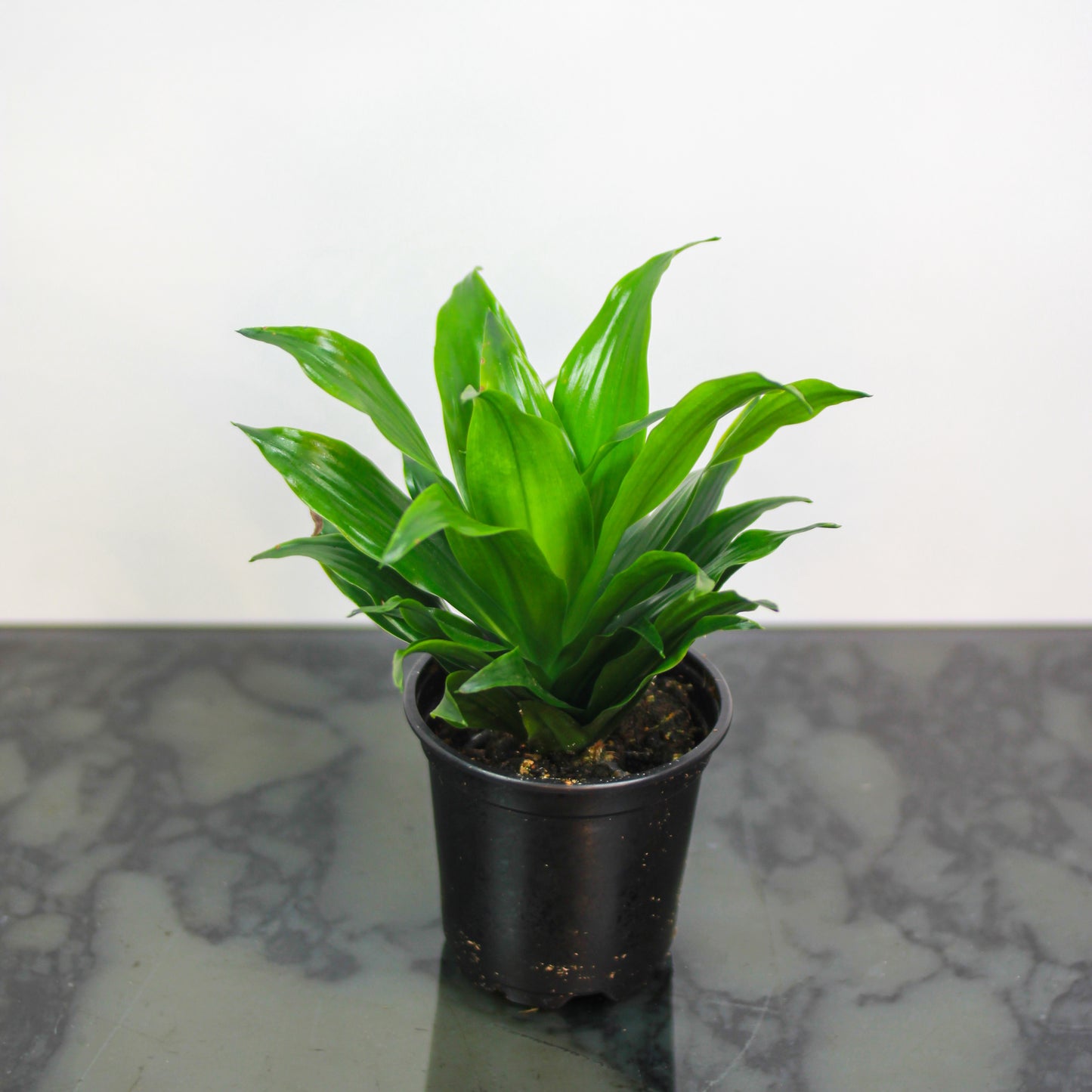 Reflexa (Dracaena fragrans) in a 4 inch pot. Indoor plant for sale by Promise Supply for delivery and pickup in Toronto