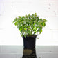 Aluminum Plant (Pilea cadierei 'Variegata') in a 8 inch pot. Indoor plant for sale by Promise Supply for delivery and pickup in Toronto