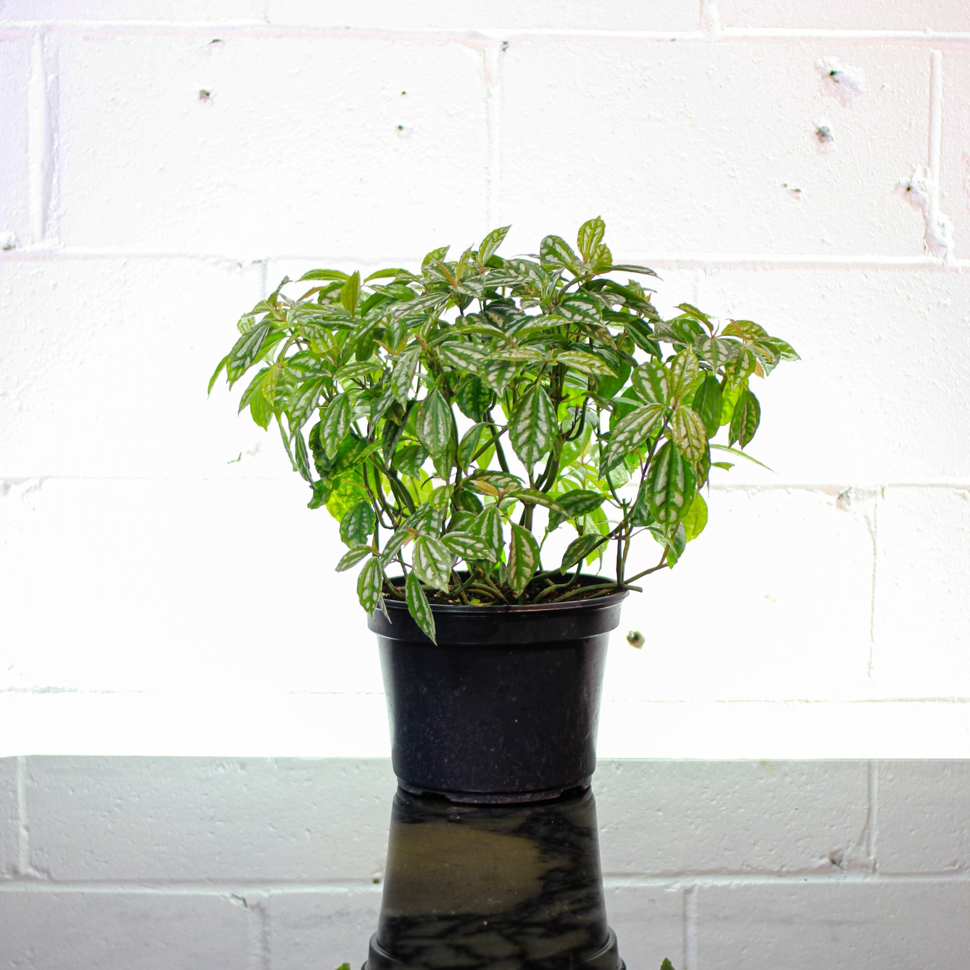 aluminum house plant Aluminum Plant: Pilea Cadierei - 8" Pot