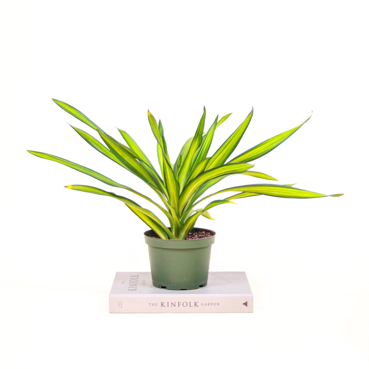 Corn Plant (Dracaena fragrans) in a 6 inch pot. Indoor plant for sale by Promise Supply for delivery and pickup in Toronto