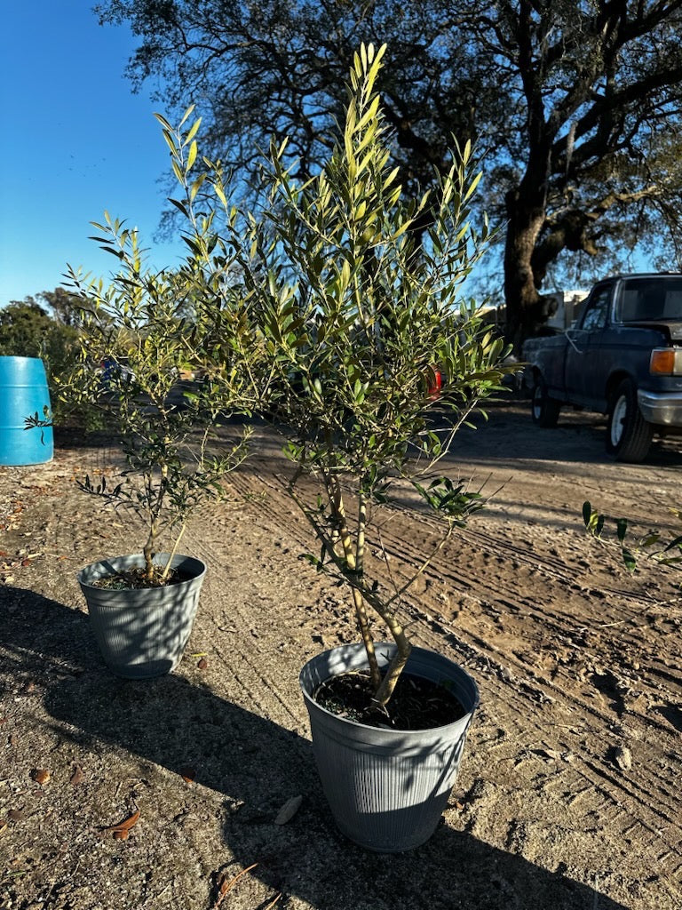Olive Tree (Olea europaea 'Arbequina') in a 10 inch pot. Indoor plant for sale by Promise Supply for delivery and pickup in Toronto