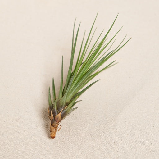 Air Plant (Tillandsia juncea) in a 4 inch pot. Indoor plant for sale by Promise Supply for delivery and pickup in Toronto
