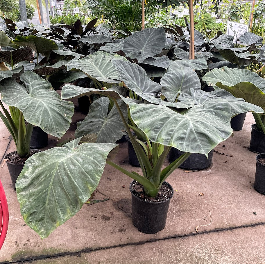 Regal Shield, Elephant Ear, Taro (Alocasia) in a 10 inch pot. Indoor plant for sale by Promise Supply for delivery and pickup in Toronto