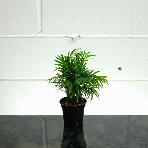 Parlour Palm (Chamaedorea elegans) in a 4 inch pot. Indoor plant for sale by Promise Supply for delivery and pickup in Toronto