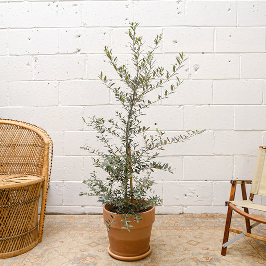 Olive (Olea europaea) in a 10 inch pot. Indoor plant for sale by Promise Supply for delivery and pickup in Toronto