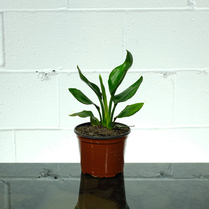 White Bird of Paradise (Strelitzia nicolai) in a 6 inch pot. Indoor plant for sale by Promise Supply for delivery and pickup in Toronto