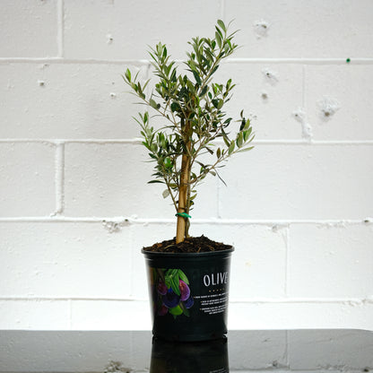 Olive Tree (Olea europaea 'Arbequina') in a 8 inch pot. Indoor plant for sale by Promise Supply for delivery and pickup in Toronto