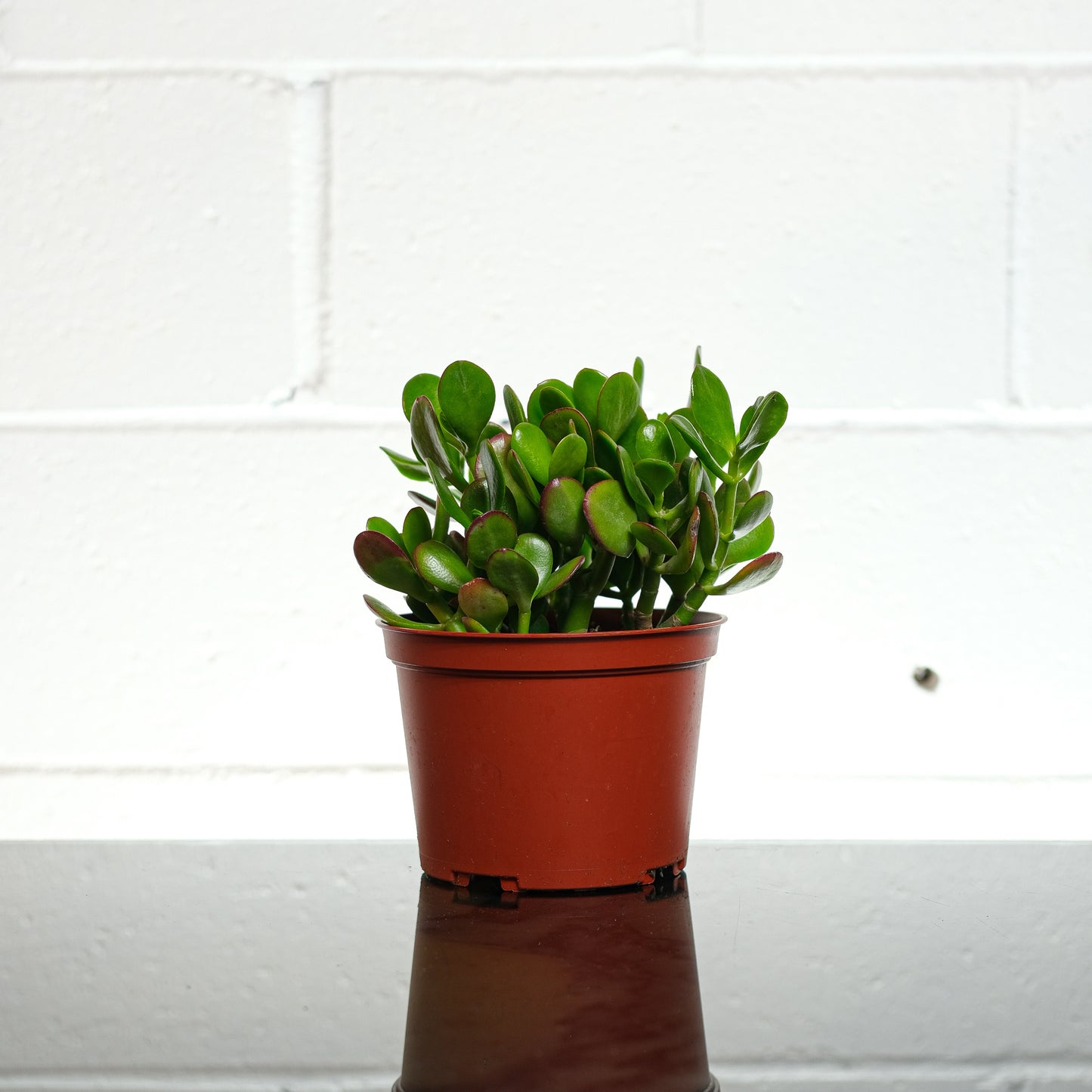 Jade Plant (Crassula ovata) in a 6 inch pot. Indoor plant for sale by Promise Supply for delivery and pickup in Toronto