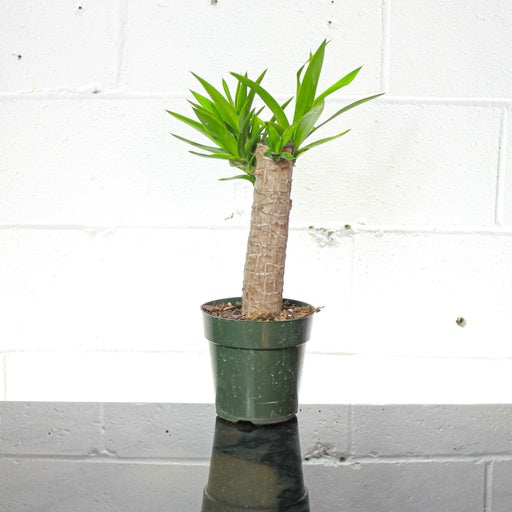 Yucca Cane (Yucca gigantea) in a 6 inch pot. Indoor plant for sale by Promise Supply for delivery and pickup in Toronto