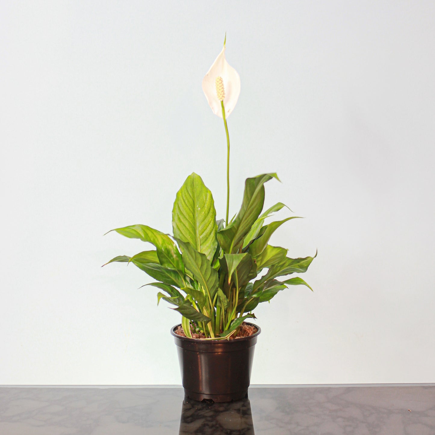Peace Lily (Spathiphyllum) in a 6 inch pot. Indoor plant for sale by Promise Supply for delivery and pickup in Toronto